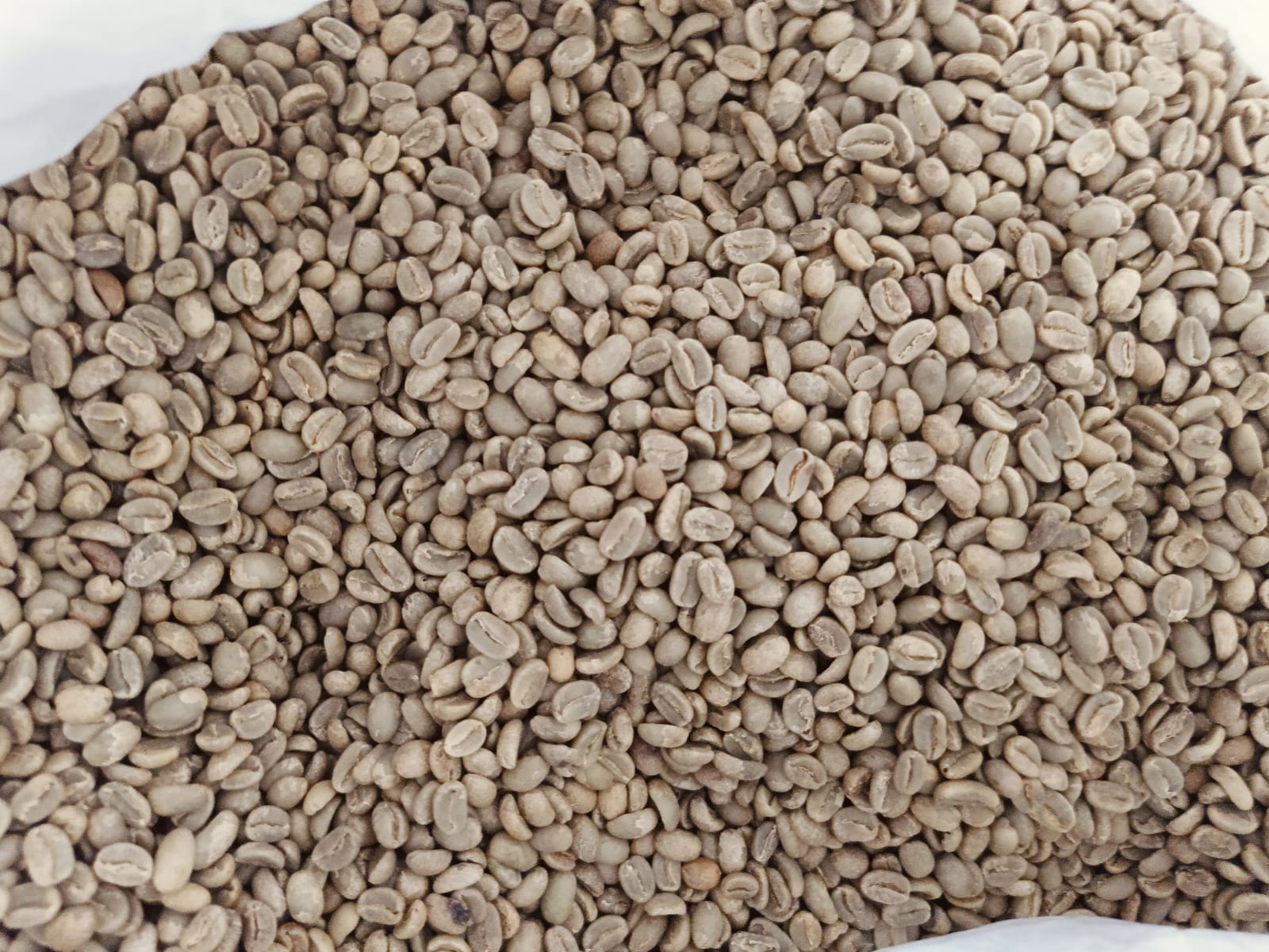 Green Beans Coffee Arabika